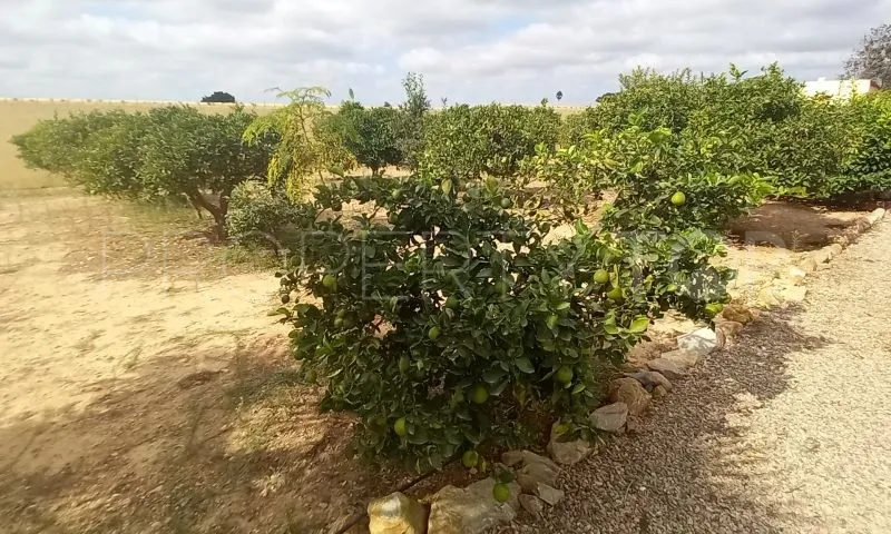 Comprar estudio de 3 dormitorios en San Javier