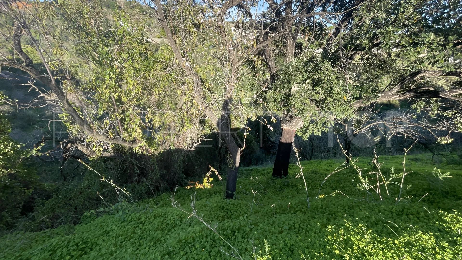 Estepona, finca en venta