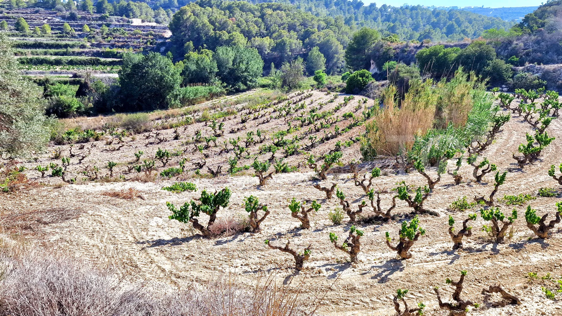 For sale Teulada plot