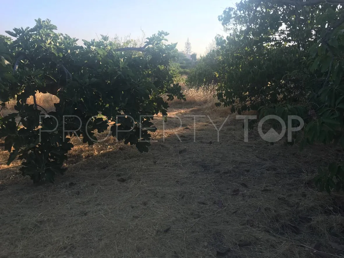 Reinoso plot for sale