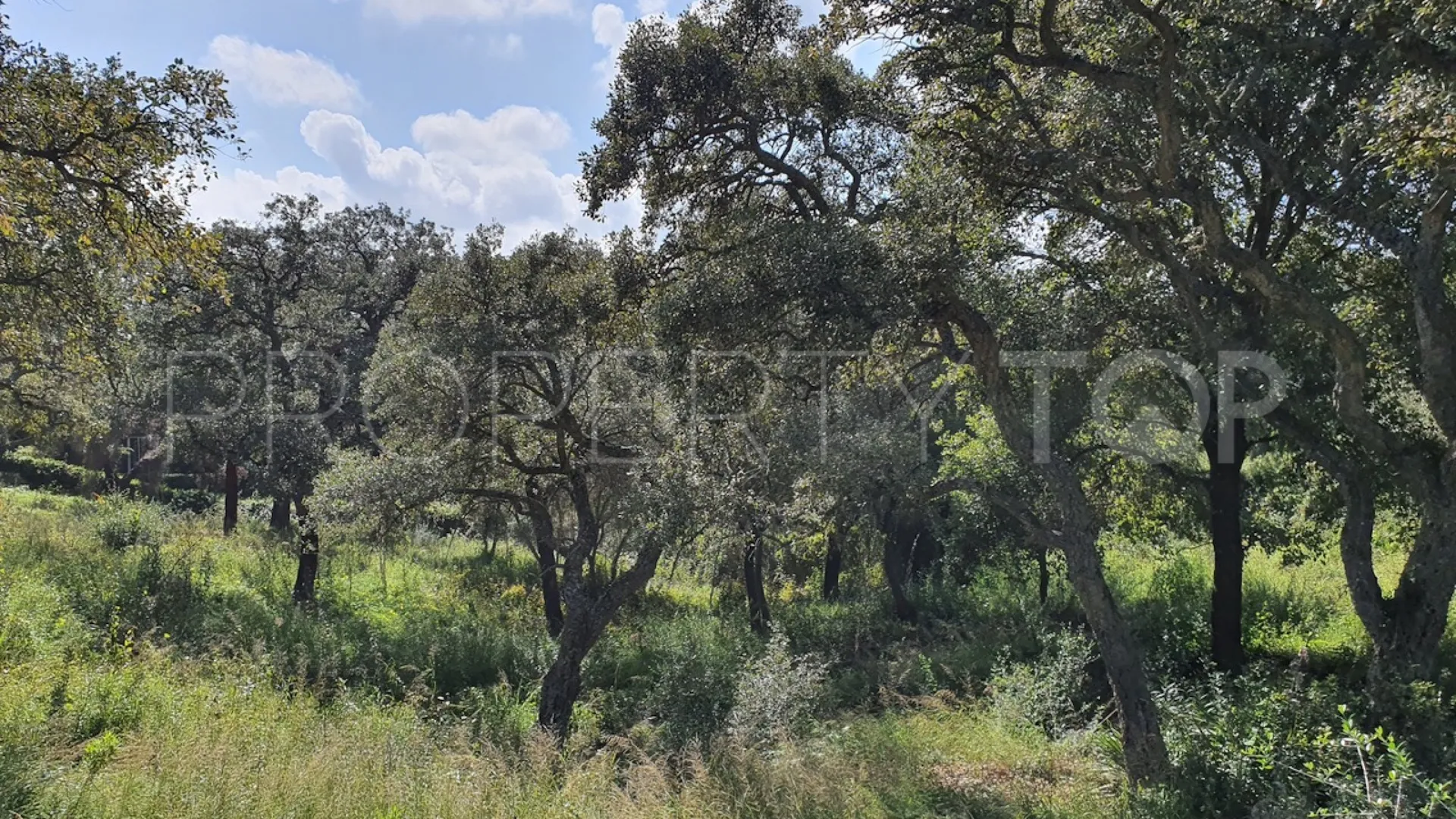Parcela a la venta en Sotogrande Alto