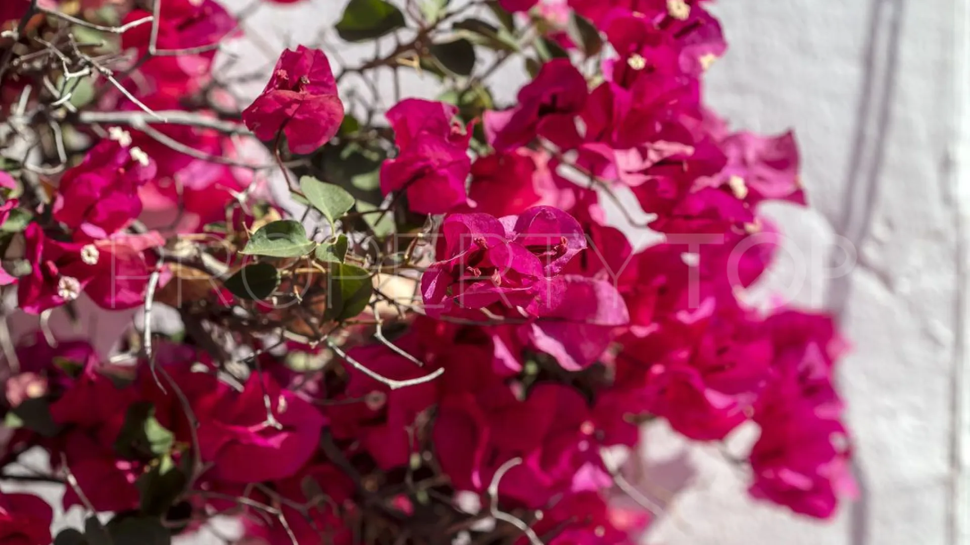 2 bedrooms ground floor apartment for sale in Nueva Andalucia