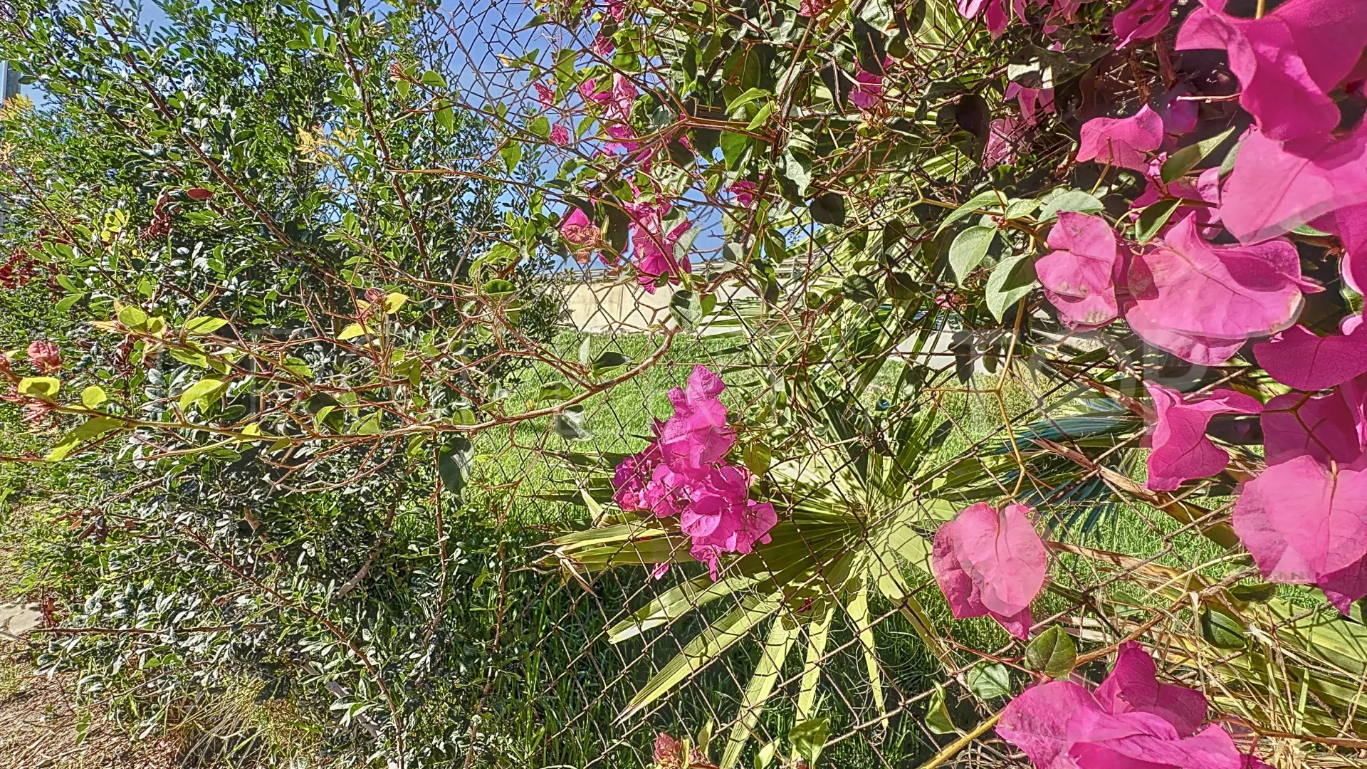 Plot in Buenas Noches for sale