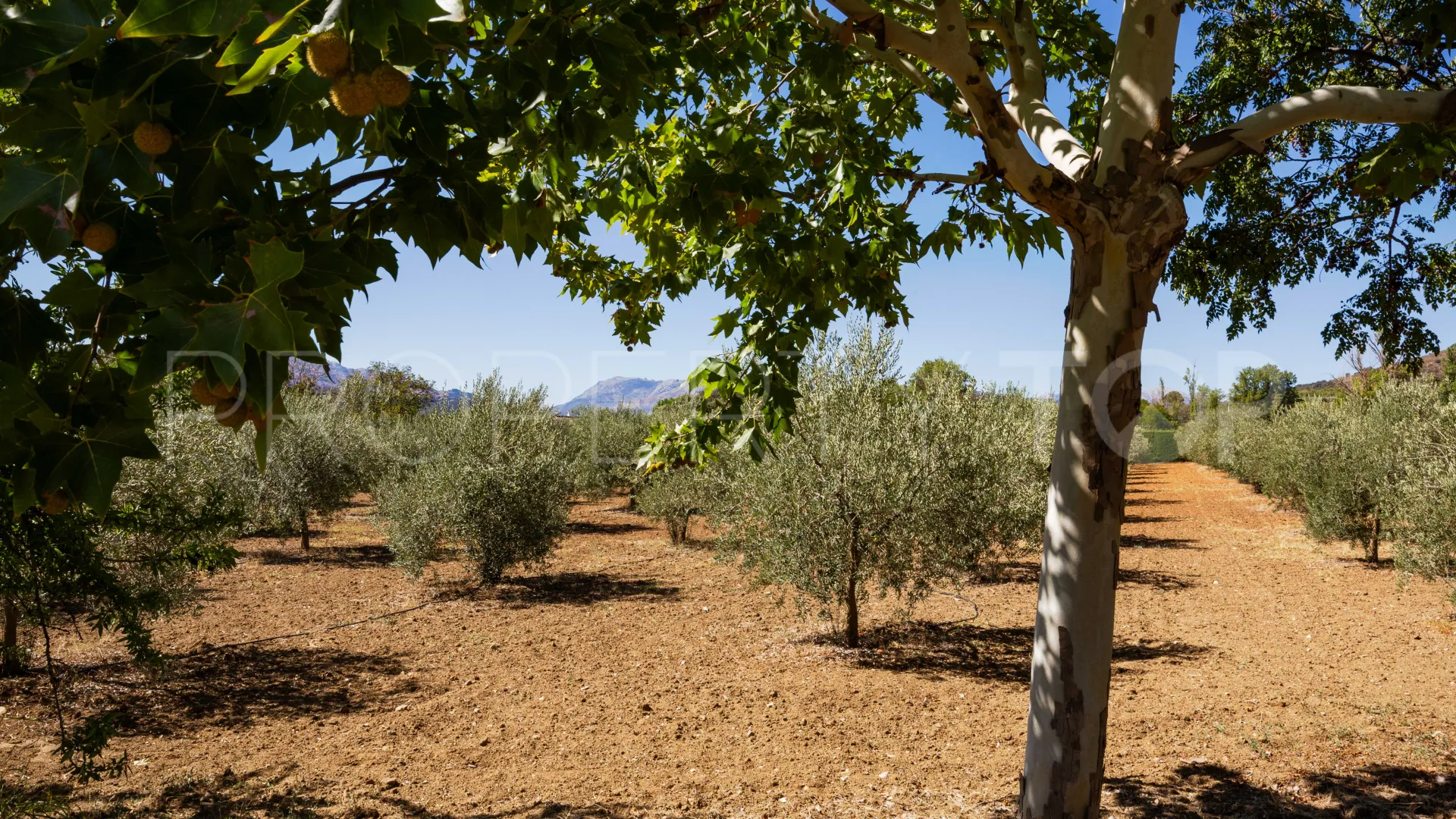 Cortijo in Ronda for sale