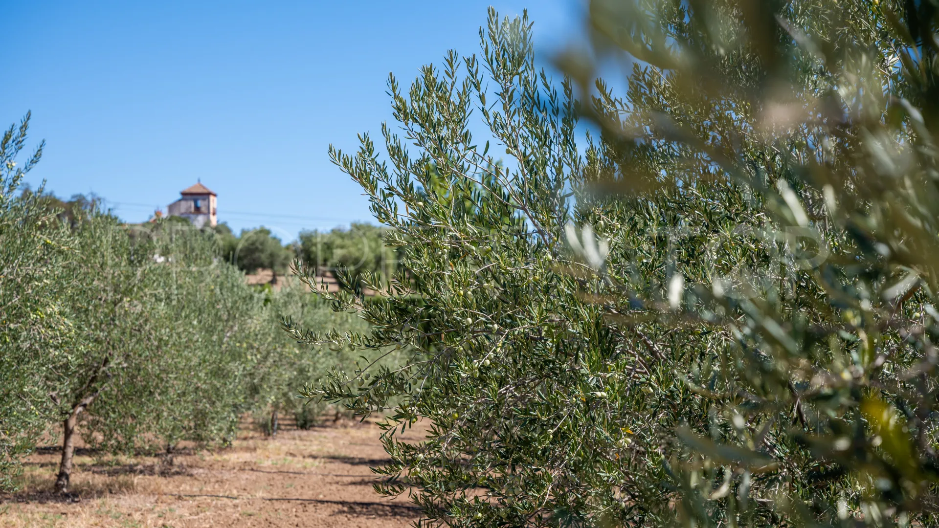 Cortijo in Ronda for sale