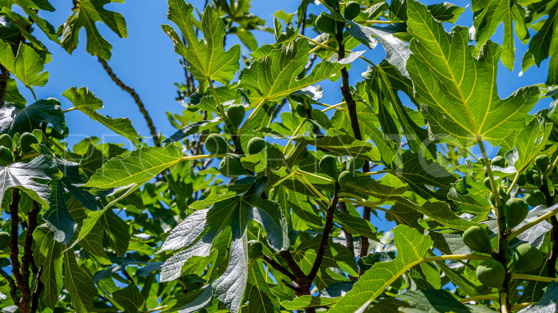 Finca en venta en Casares