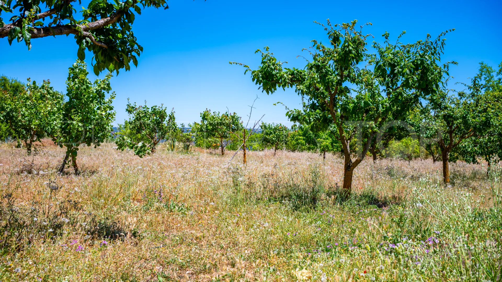 Buy 5 bedrooms cortijo in Ronda
