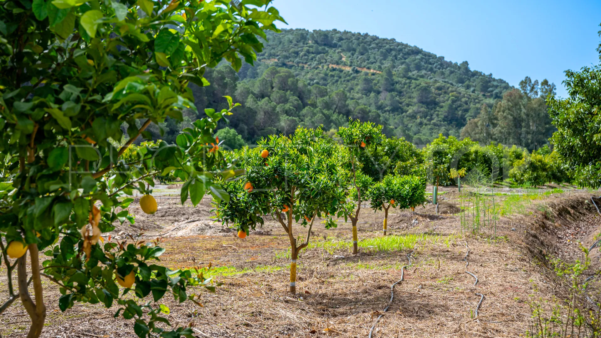 Comprar cortijo de 8 dormitorios en Gaucin