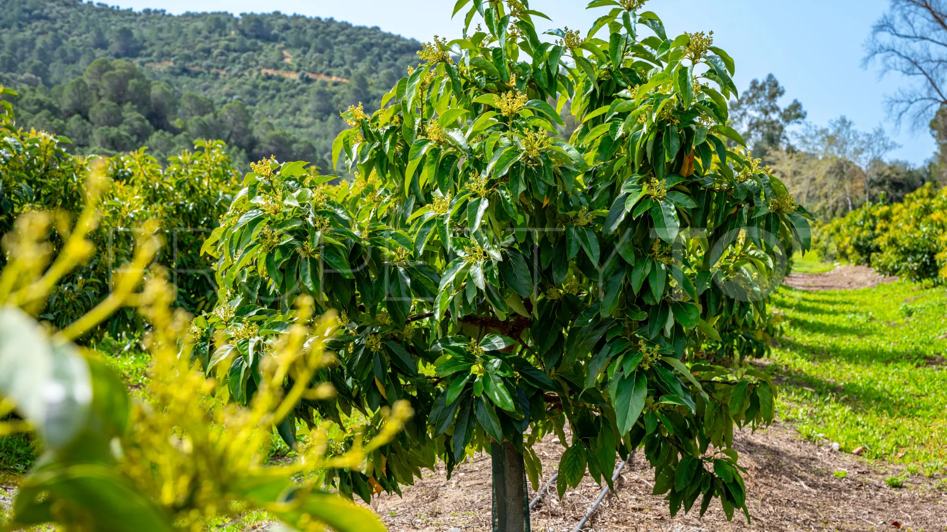 Comprar cortijo de 8 dormitorios en Gaucin