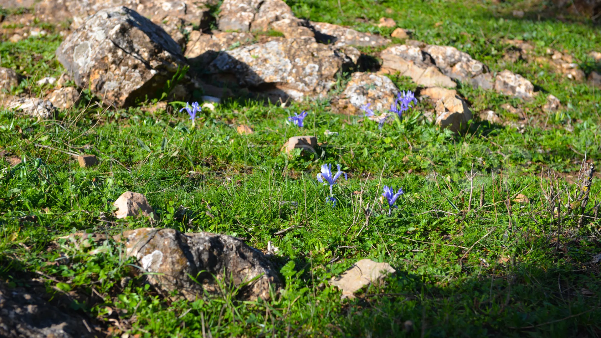 Plot for sale in Ronda