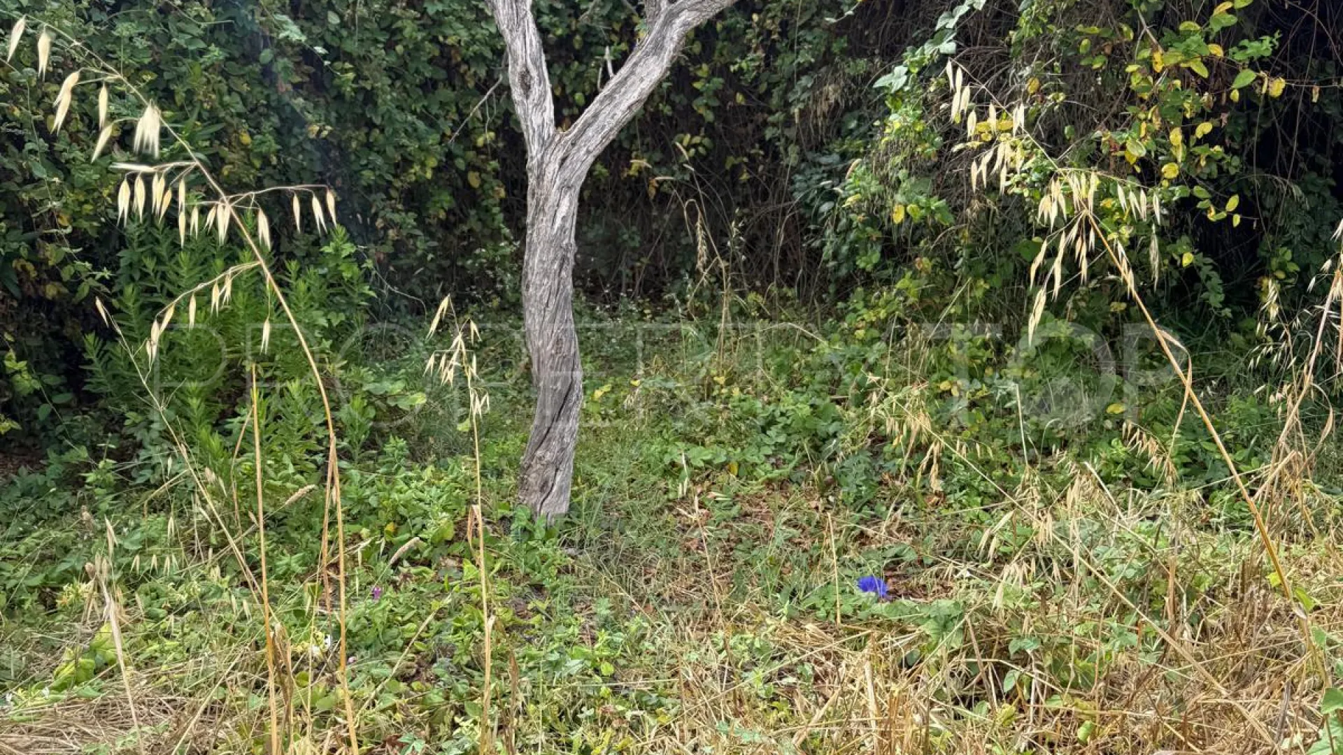 Comprar parcela en El Paraiso