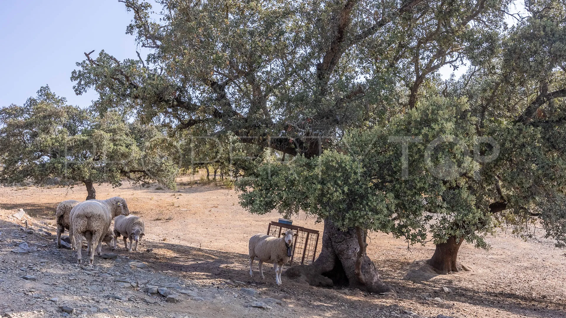 Corteconcepcion, finca en venta