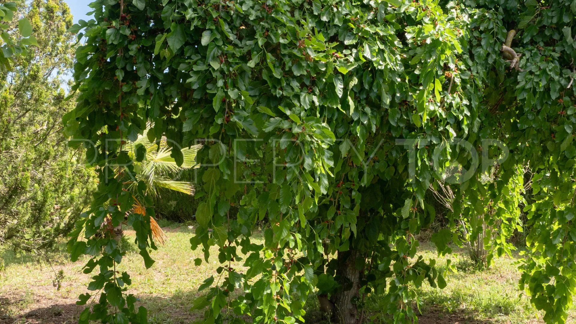 Inca, finca con 4 dormitorios en venta