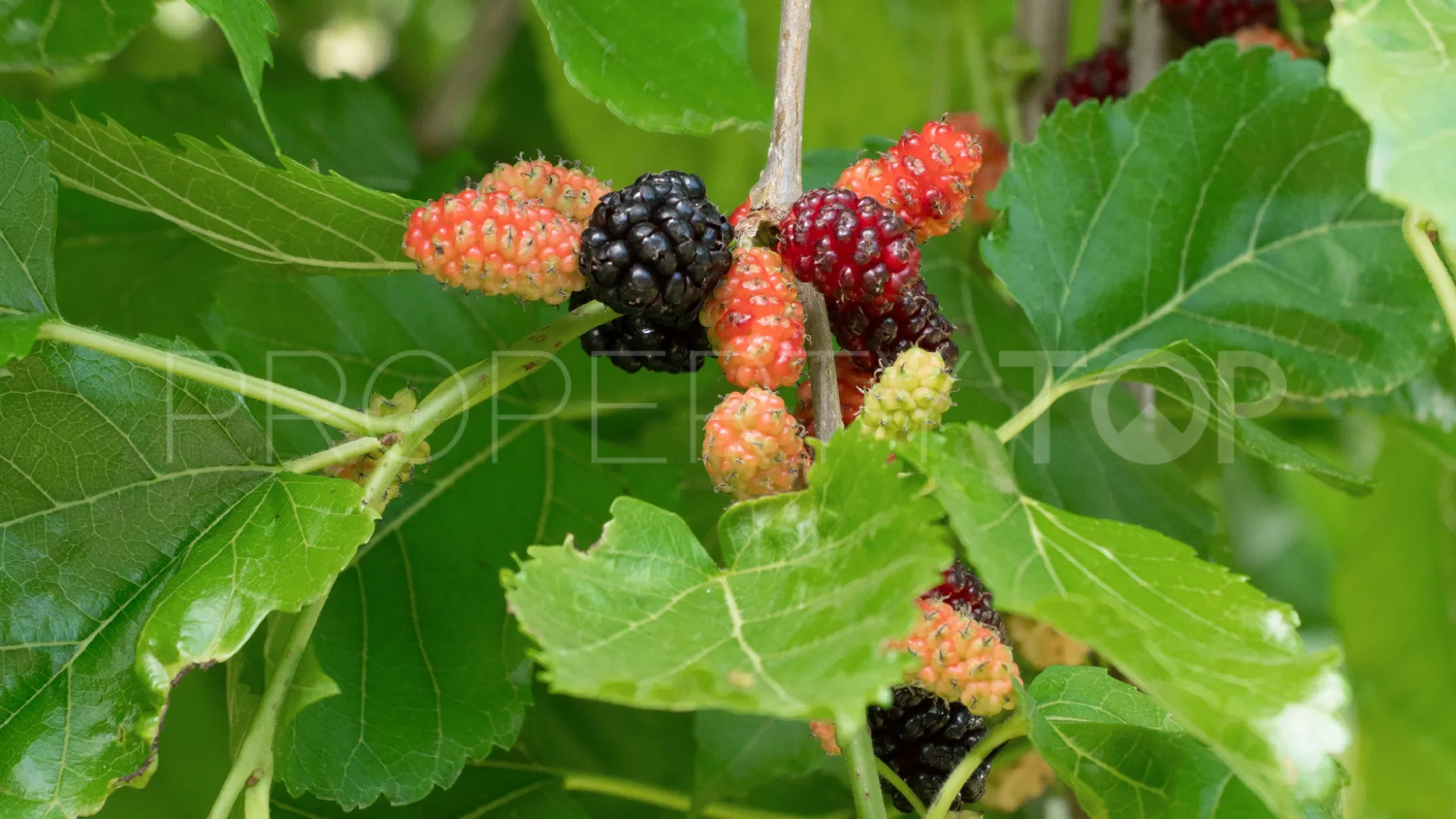 Inca, finca con 4 dormitorios en venta