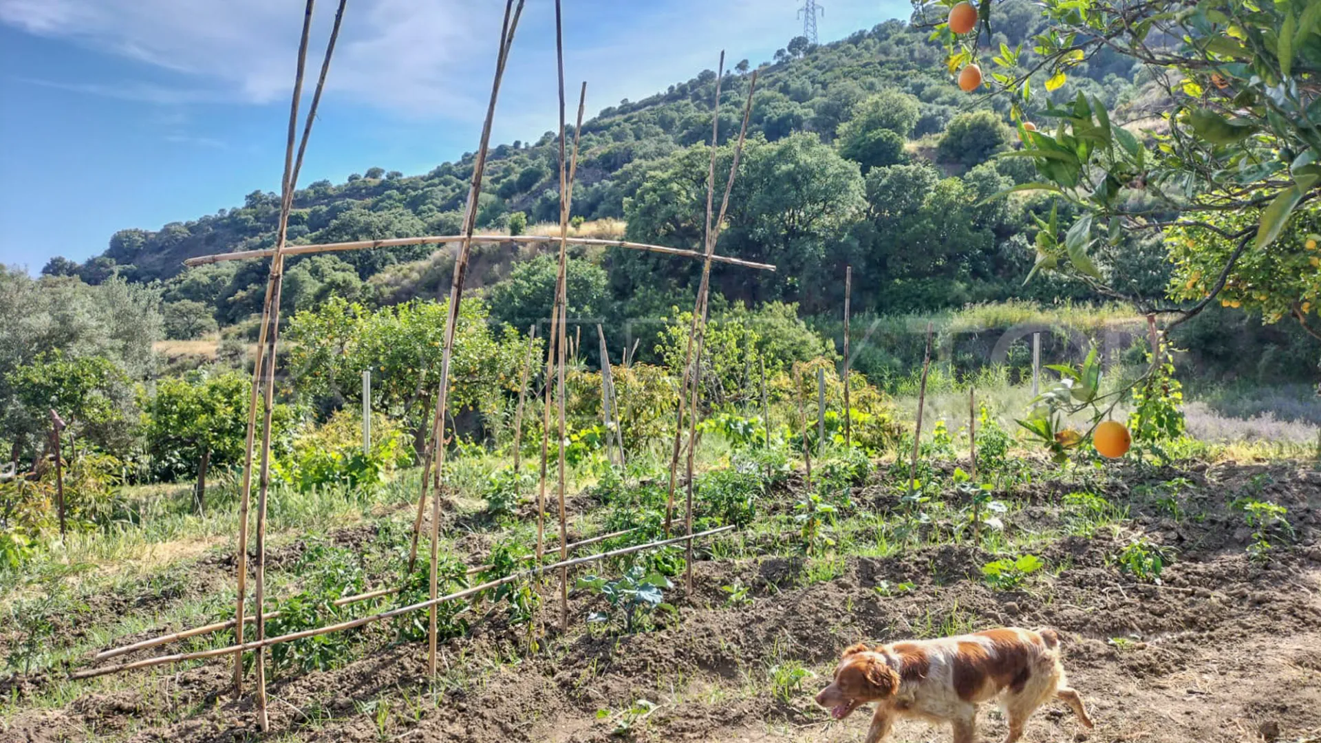 Finca de 3 dormitorios a la venta en Guadalobon