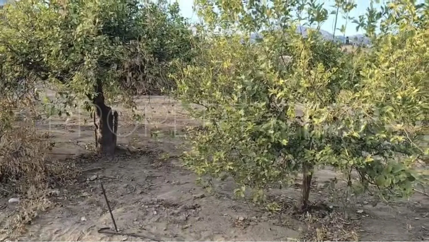Plot for sale in Alora