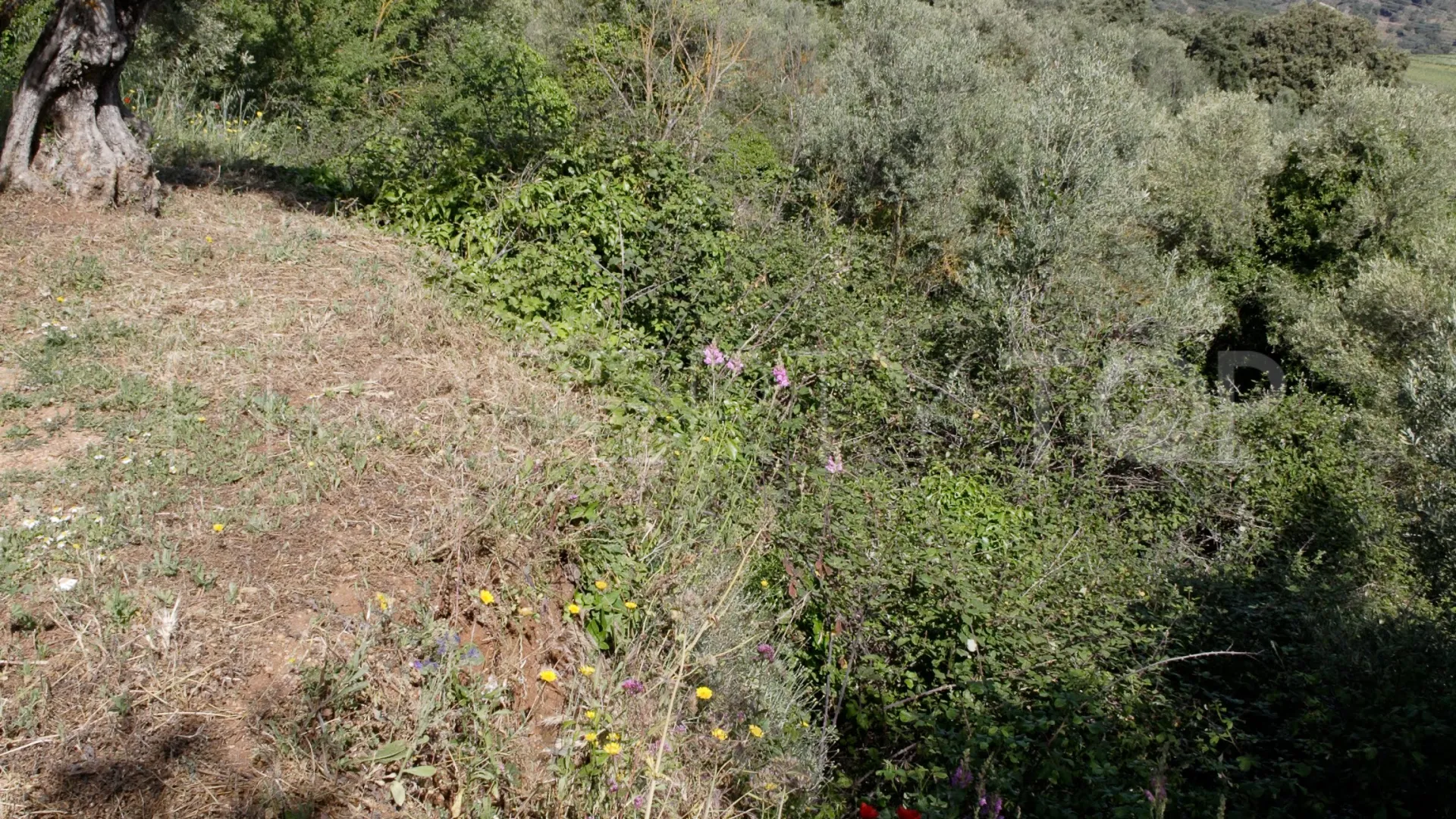 For sale Ronda finca