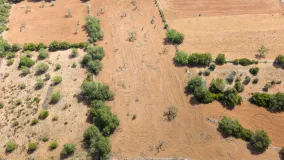 For sale Felanitx plot