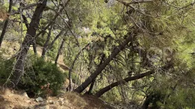 Plot for sale in Benahavis Centro